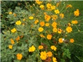cosmos
